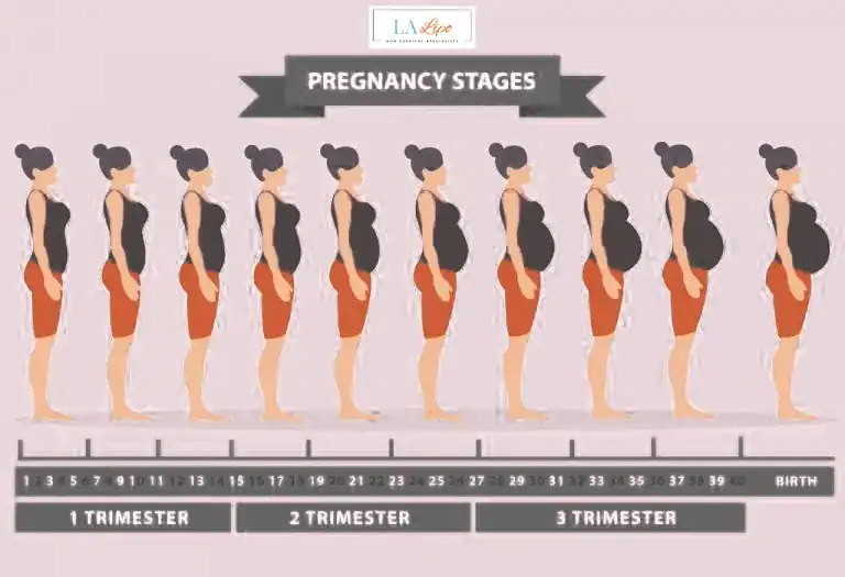 First Trimester (Weeks 1–12): Early Changes You Might Not Notice Malmesbury